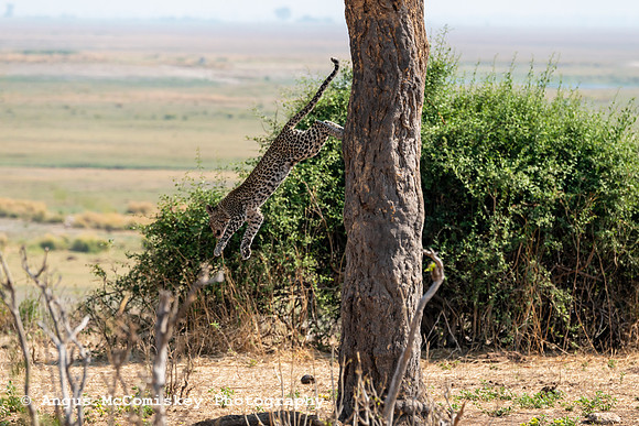 Chobe National Park, Botswana