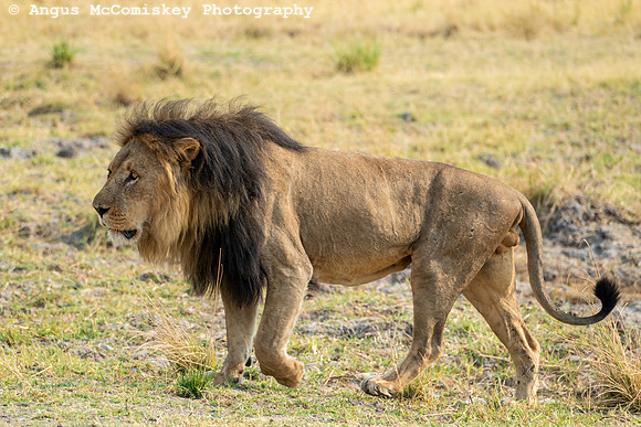 Chobe National Park, Botswana