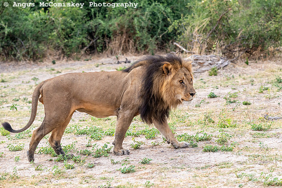 Chobe National Park, Botswana