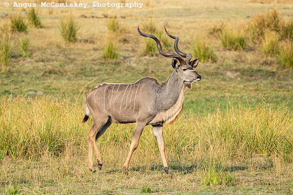 Chobe National Park, Botswana