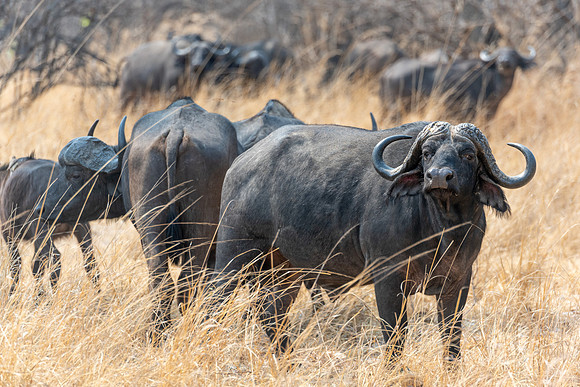 Zambia, Southern Africa
