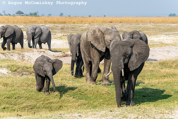 Chobe National Park, Botswana