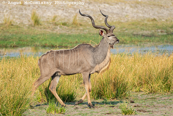 Chobe National Park, Botswana