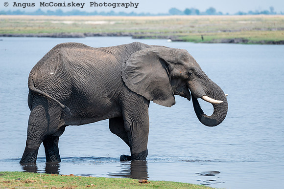 Chobe National Park, Botswana