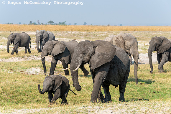 Chobe National Park, Botswana