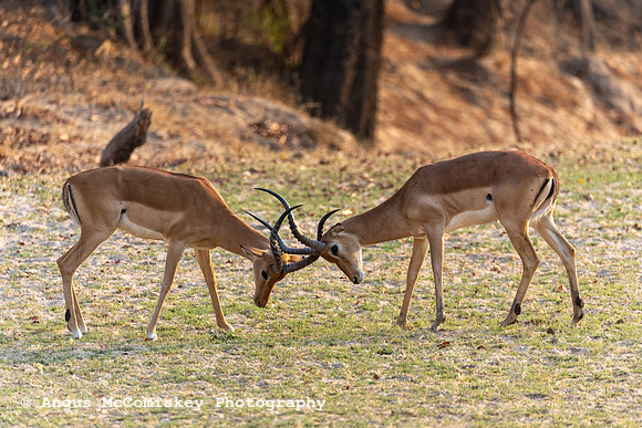 Zambia, Southern Africa