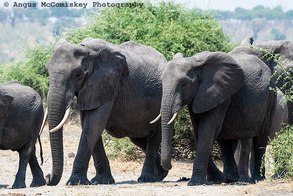 Chobe National Park, Botswana