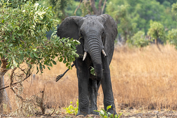 Zambia, Southern Africa