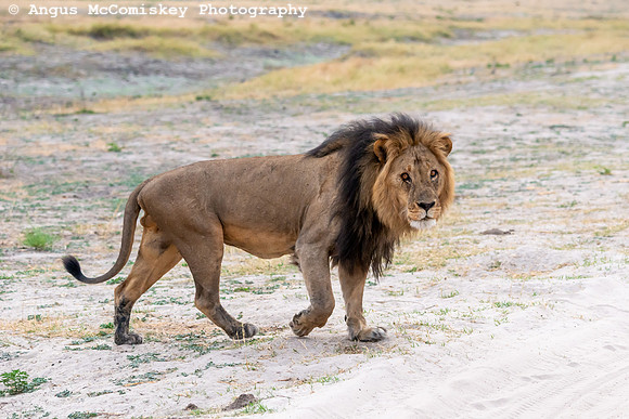 Chobe National Park, Botswana