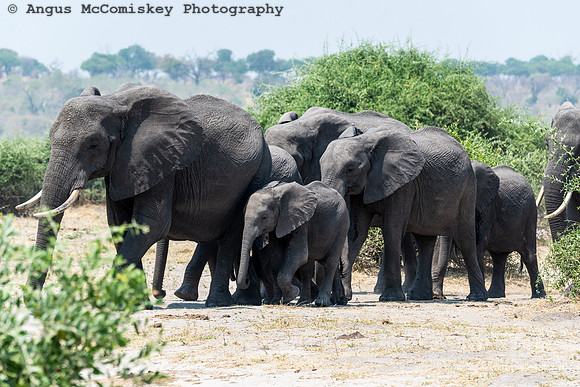 Chobe National Park, Botswana
