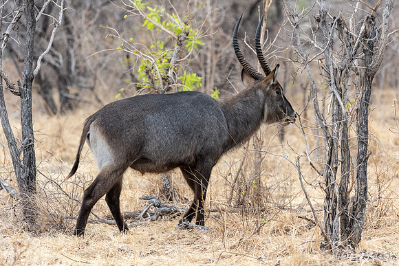 Zambia, Southern Africa