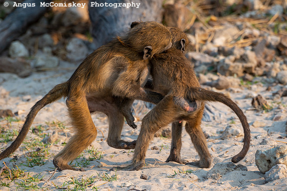 Chobe River, Chobe National Park, Botswana