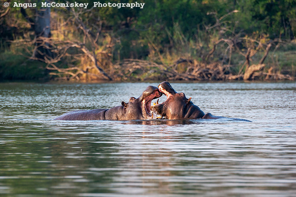 Chobe River, Chobe National Park, Botswana