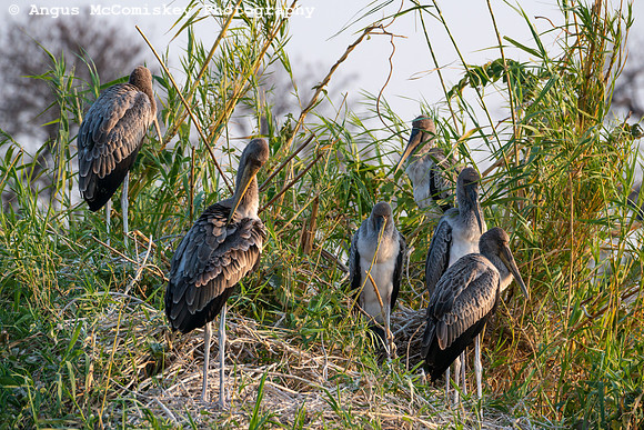 Chobe River, Chobe National Park, Botswana